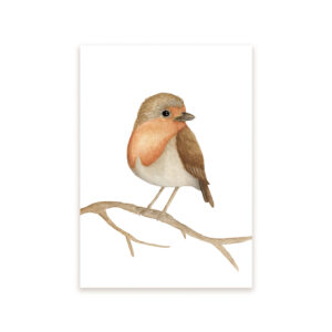 Ansichtkaart I Roodborstje